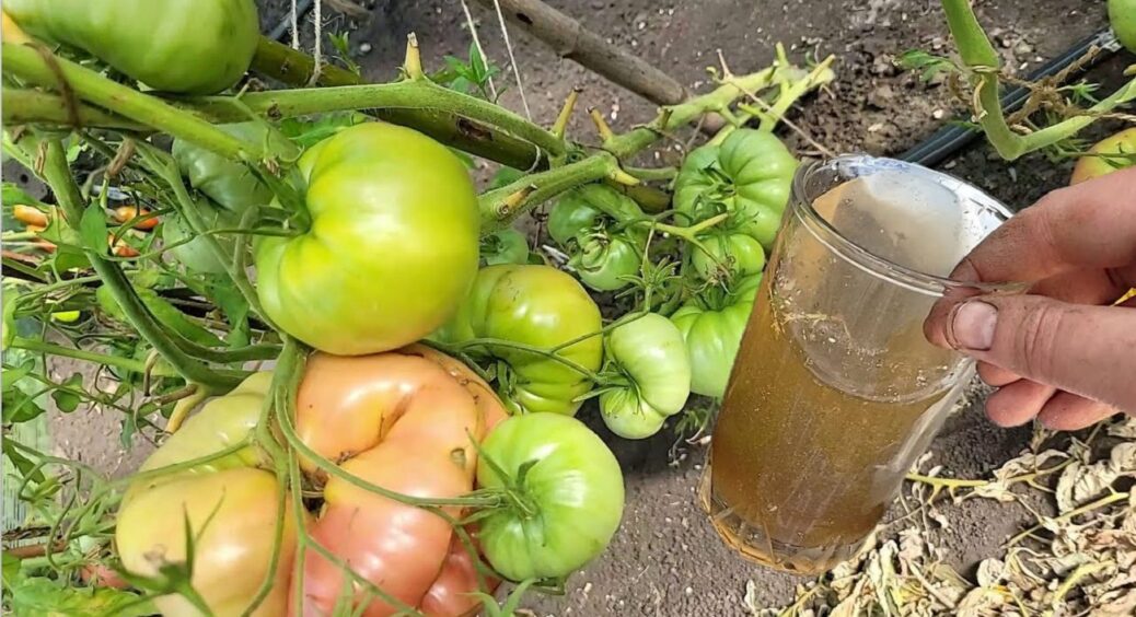 Помідори ставлять “лайк”: чим полити томати в липні 2025 – про це знають лише 10% дачників 