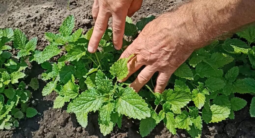 М’ята на грядці: з якими рослинами вона відлякує попелицю, а з якими – конфліктує, і все 