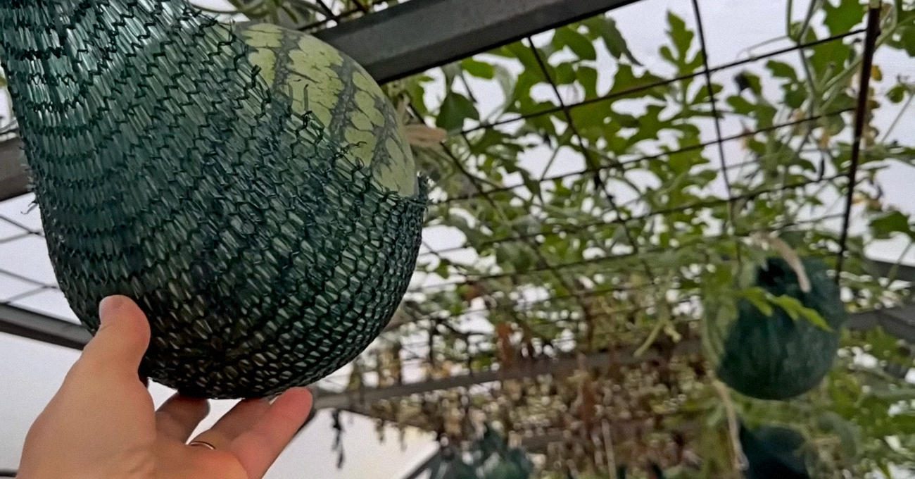 Агрономи з Чернігівщини поділилися найкращою схемою вирощування кавунів