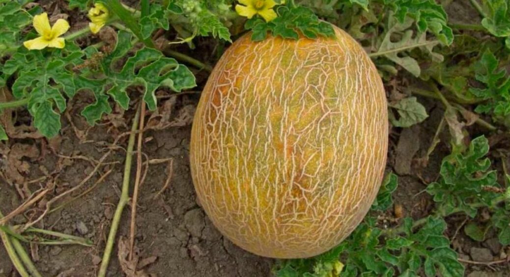 Солодкі як мед і великі як кавунчики: 5 сортів дині, які не пізно посадити прямо зараз 