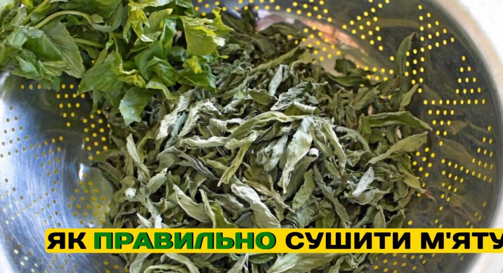 Ви все життя робили це неправильно: так сушити м’яту навчила мене бабуся з Вінниці 