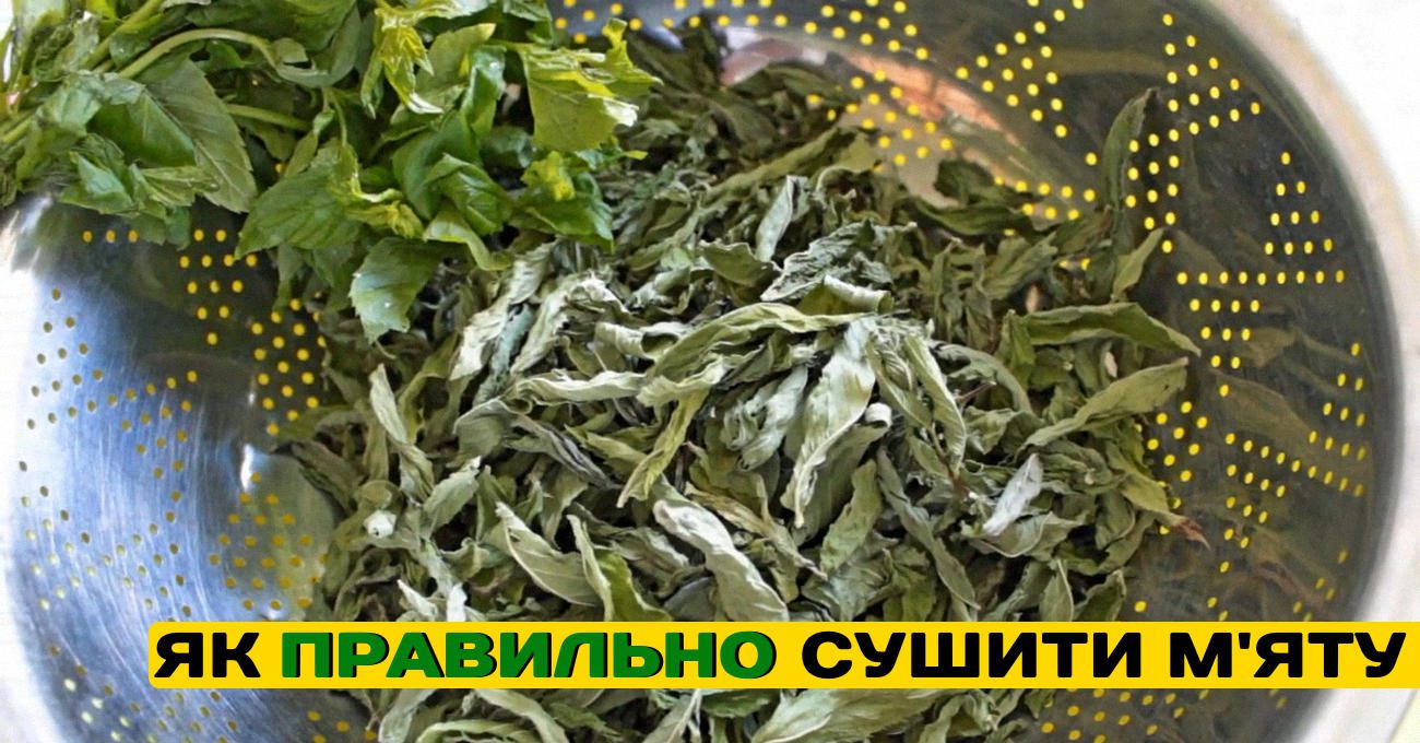 Господині розповіли, як правильно сушити м'яту для збереження користі й аромату