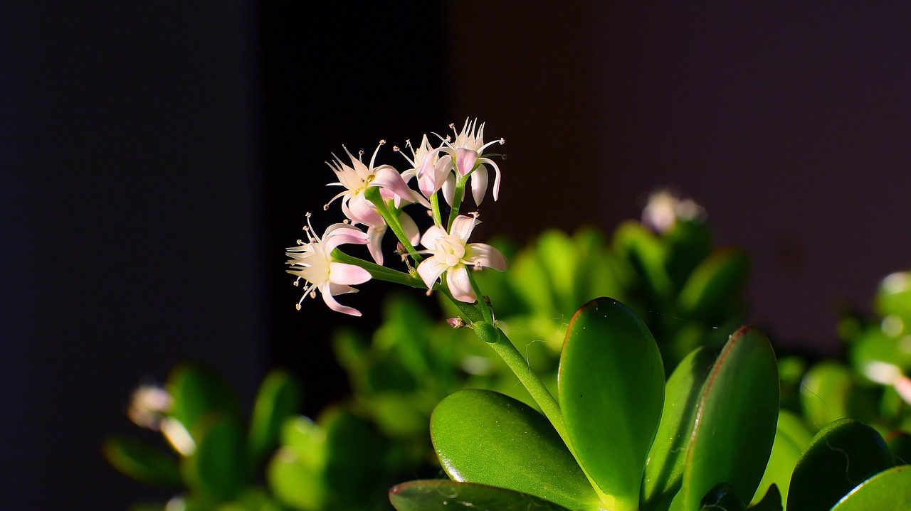 Як швидко прибрати портулак з городу