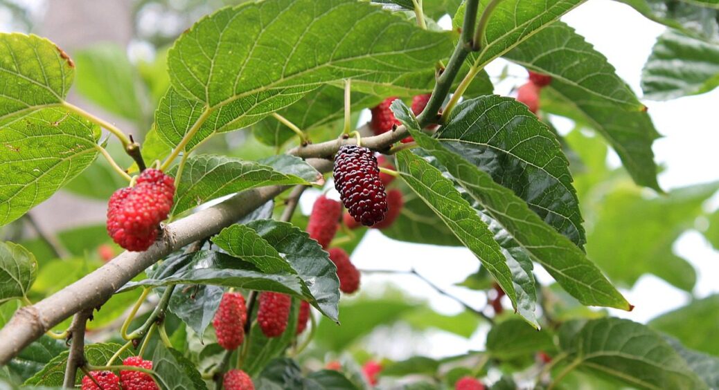 В 2025-му вже не встигнете: експерти відповіли, коли збирати листя шовковиці на чай 