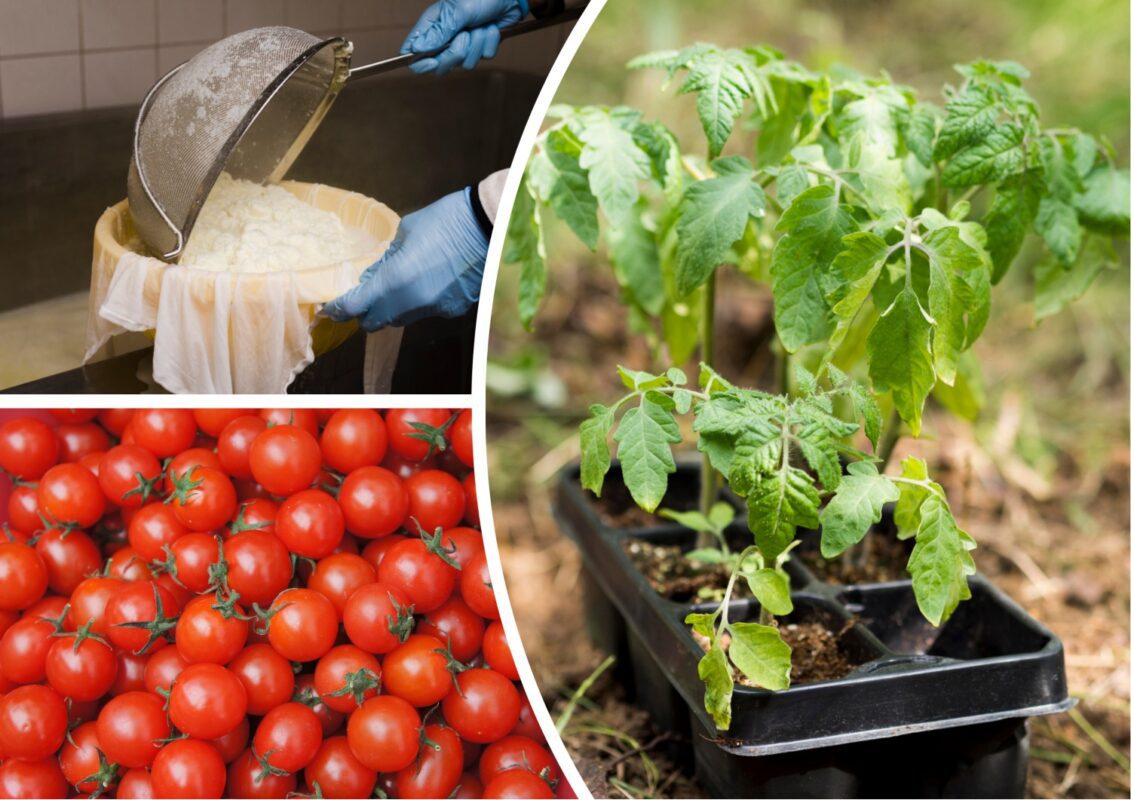 Липневий секрет для підгодівлі томатів