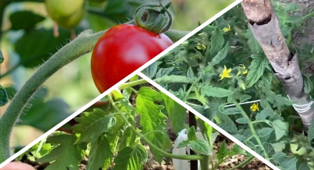 Не свіжа трава і не керамзит, а солома і кора: мульча, яка на 100% підходить для томатів 