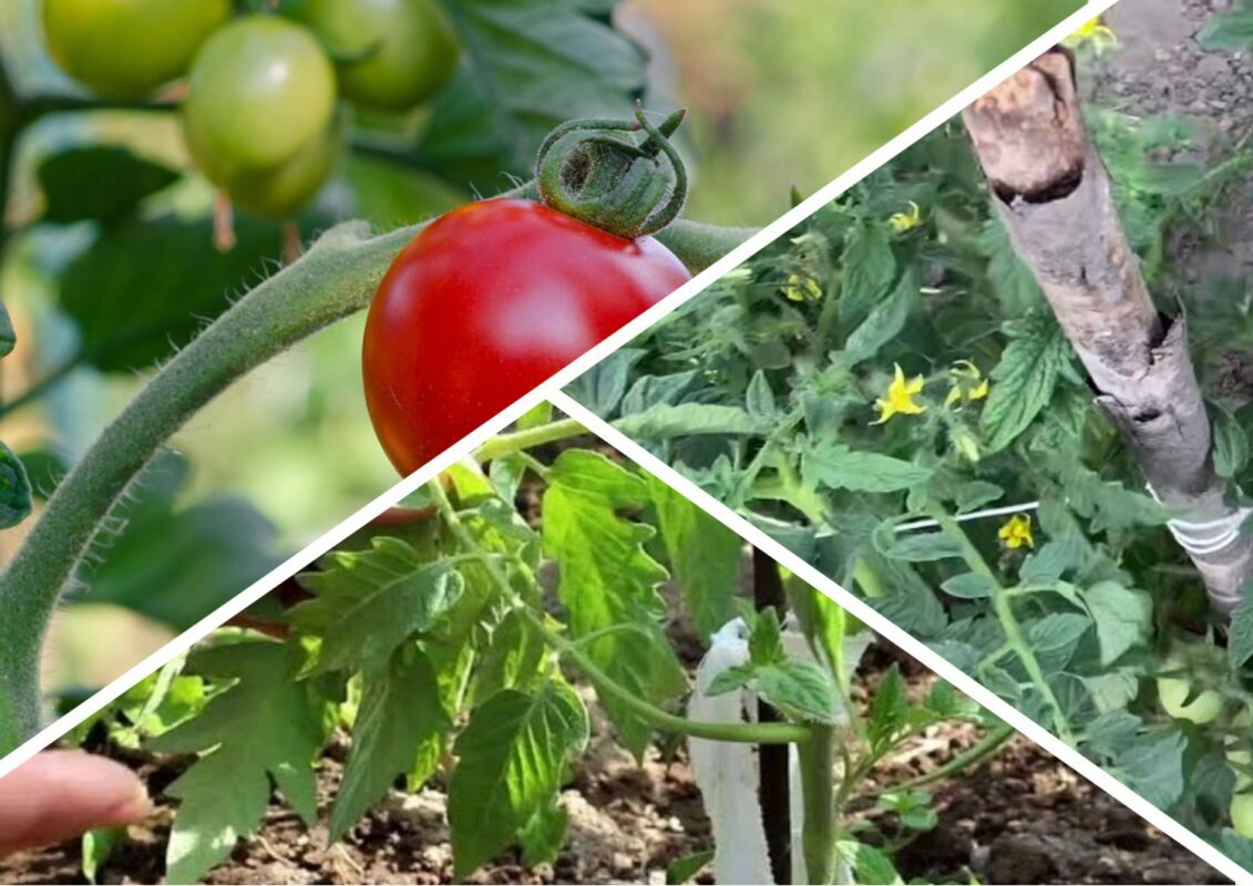 Агроном розповів, як приготувати мульчування для помідорів