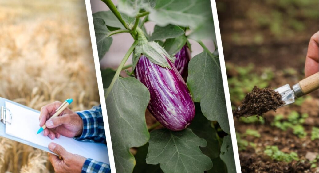 Липень 2025 року – не найсприятливіший місяць для удобрення баклажанів: є лише 4 підходящі дні 