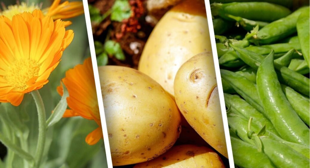 Картопля дає по 2 врожаї на рік, якщо у міжрядді посадити цю рослину-супутника: сучасний метод 