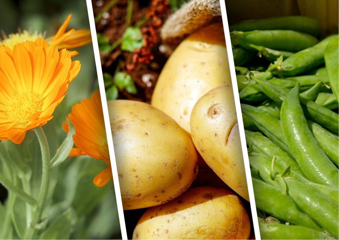 Які рослини посадити поряд із картоплею, щоб вона добре родила