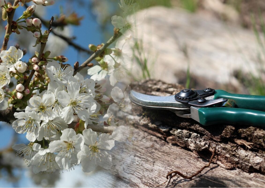 Як оновити стару вишню, щоб вона знову родила