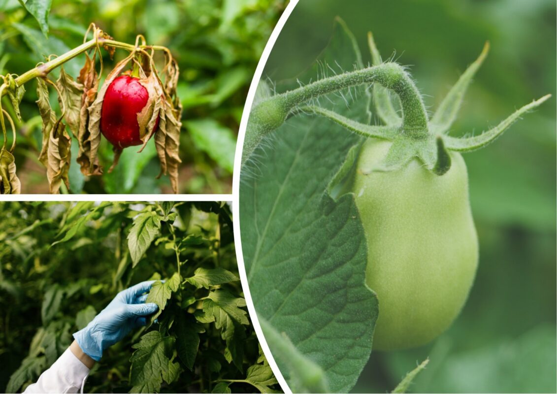 Як захистити пасльонові культури від фітофтори