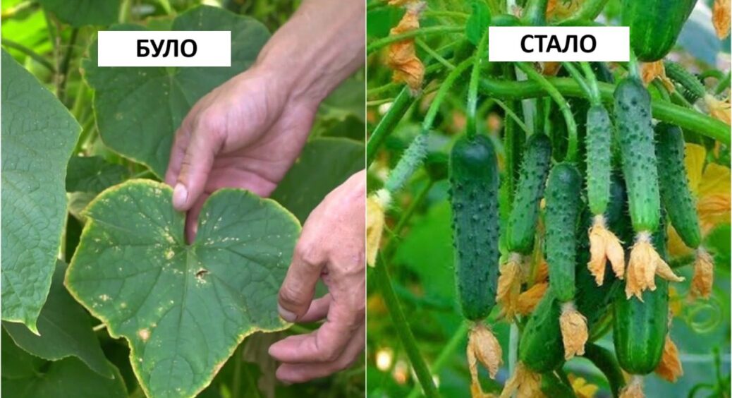 Це не добриво, а чарівна паличка: ось, чим на Херсонщині рятують огірки від спеки 2025 