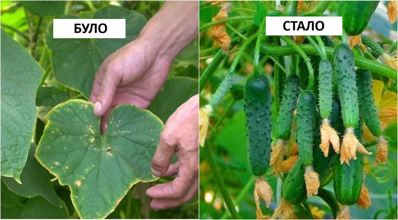 Агрономи розповіли, яке добриво врятує огірки від спеки 2025