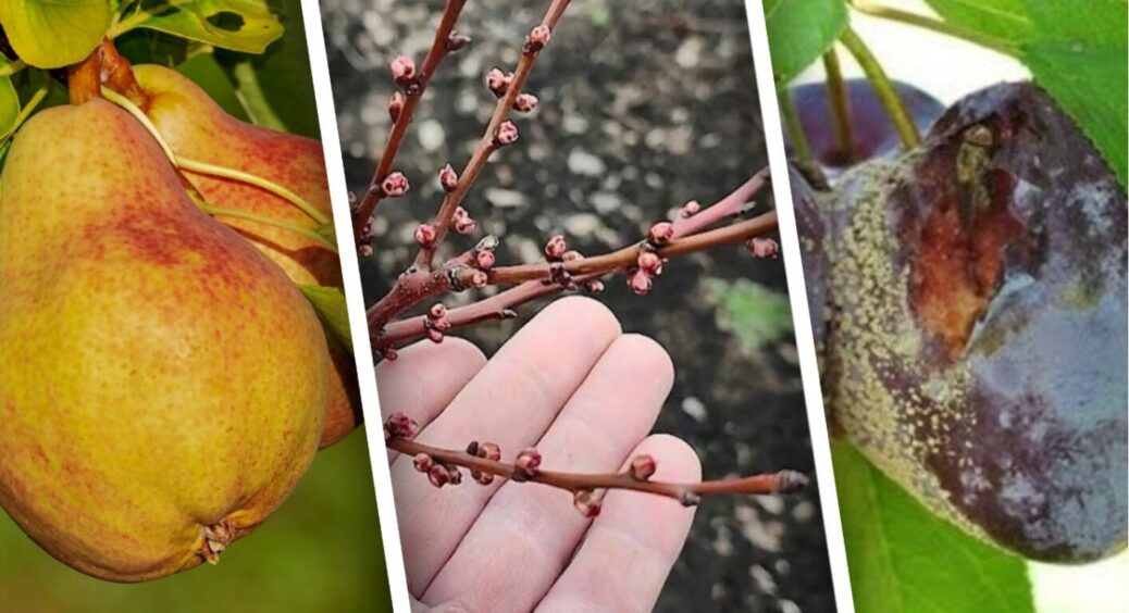 В липні рятую яблуні і груші від моніліозу тільки так: 4 дії, які збережуть 100% врожаю 