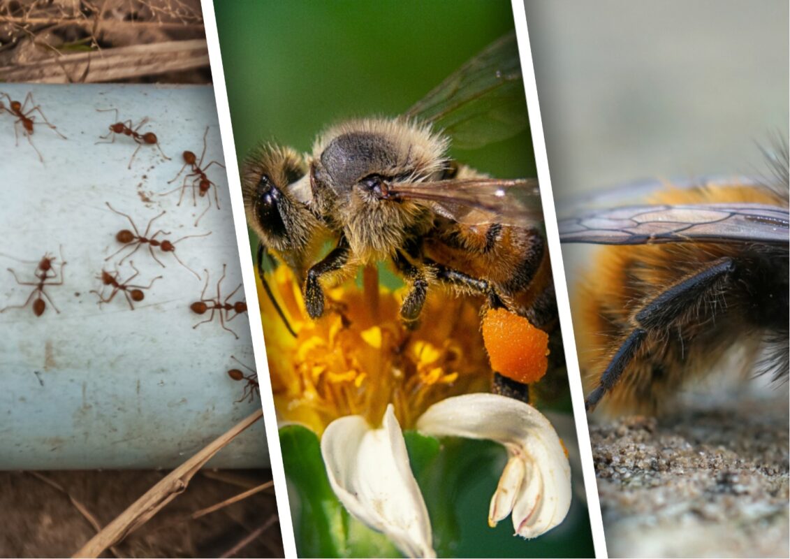 5 корисних комах для городу