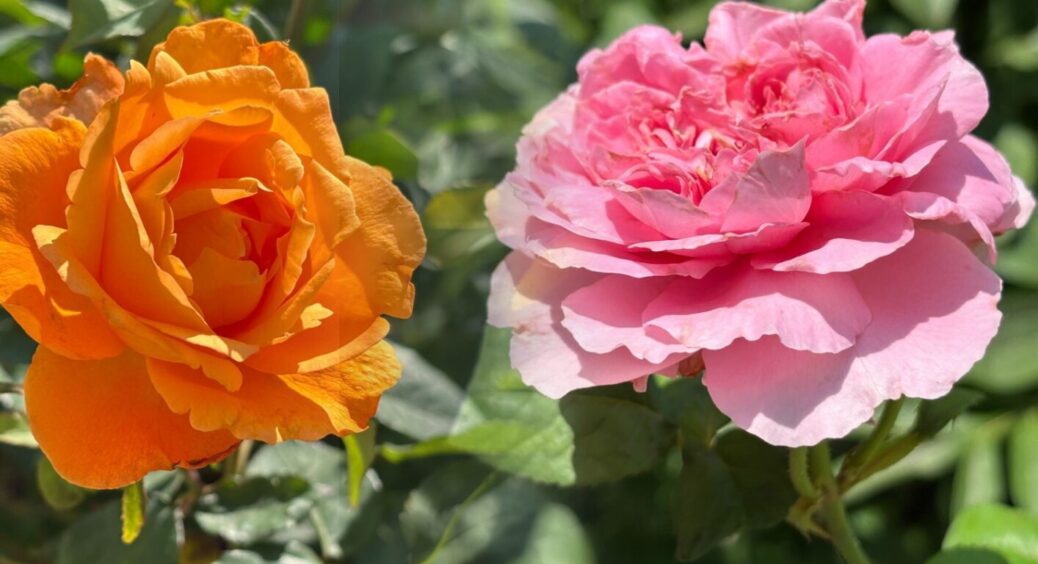 Попелиця залишила троянди без суперечок: як я це зробив за 10 хвилин – просто, швидко 