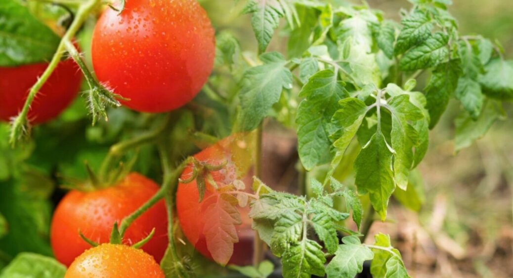 Як та навіщо обривати листя в помідорів: 5 секретів від дачників, які пригодяться і вам 