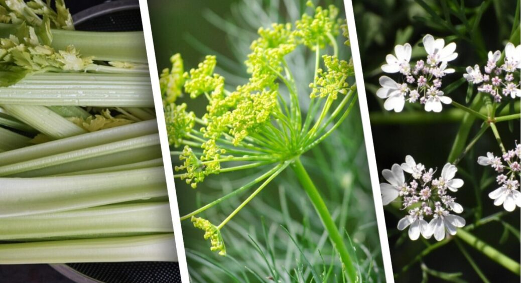 Кріп, селера, кінза – всі як 1 хочуть цього: дід-одесит підказав, чим їх підживити замість золи 