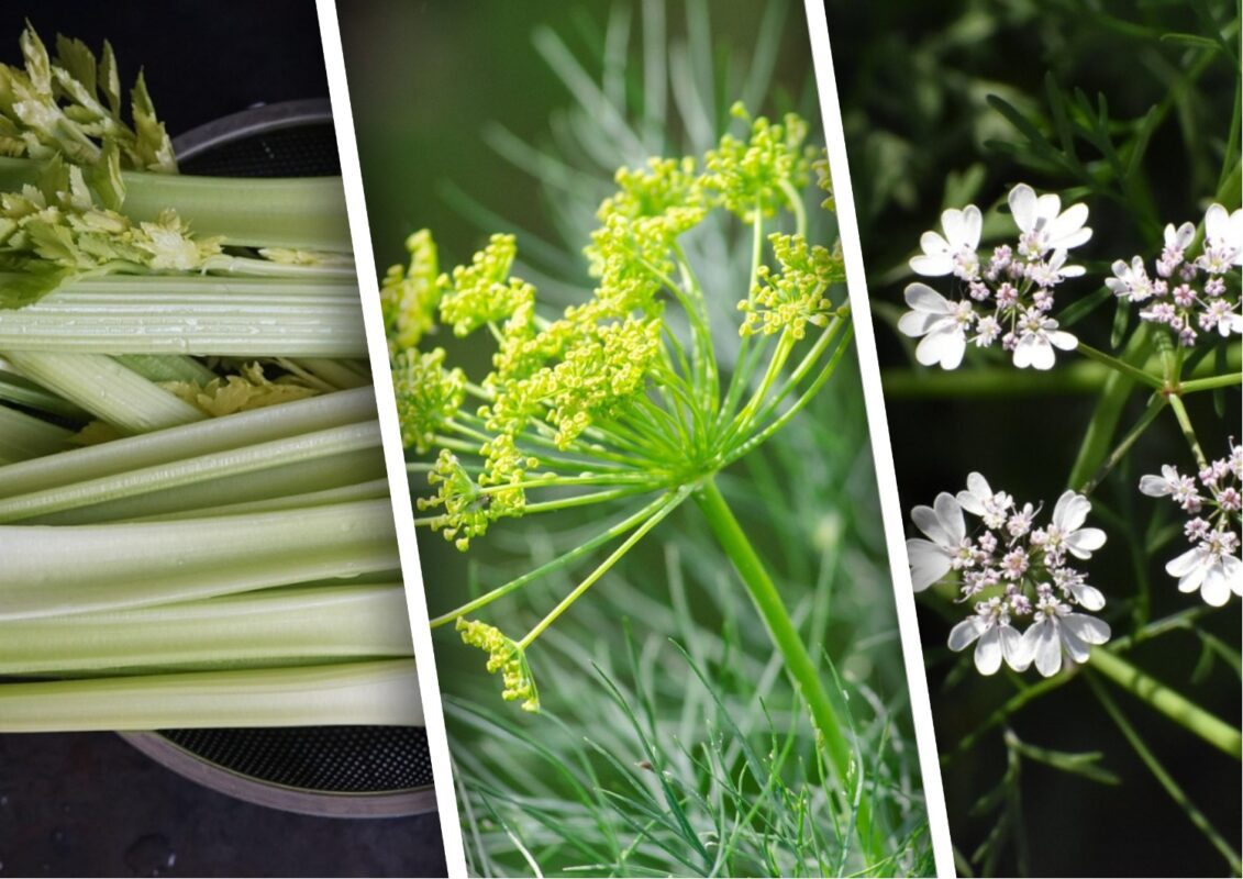 Рецепт універсального добрива для кропу, селери і кінзи