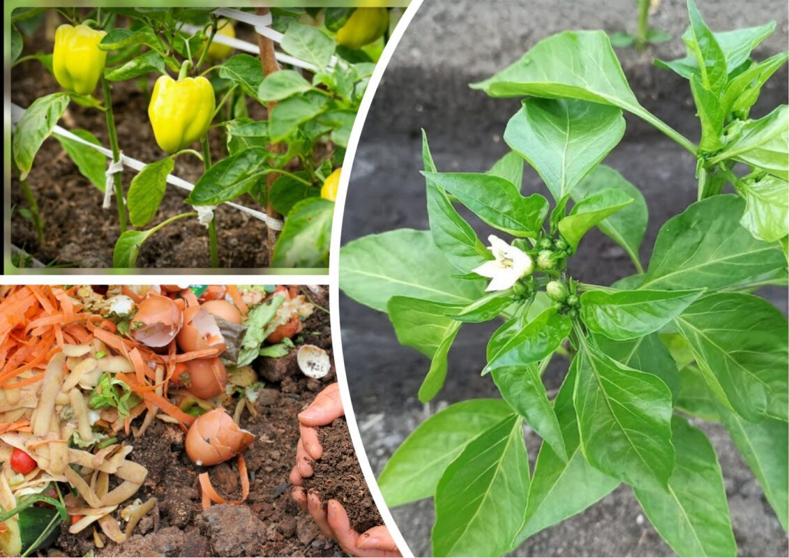 Рецепт суперорганічного добрива для солодкого перцю
