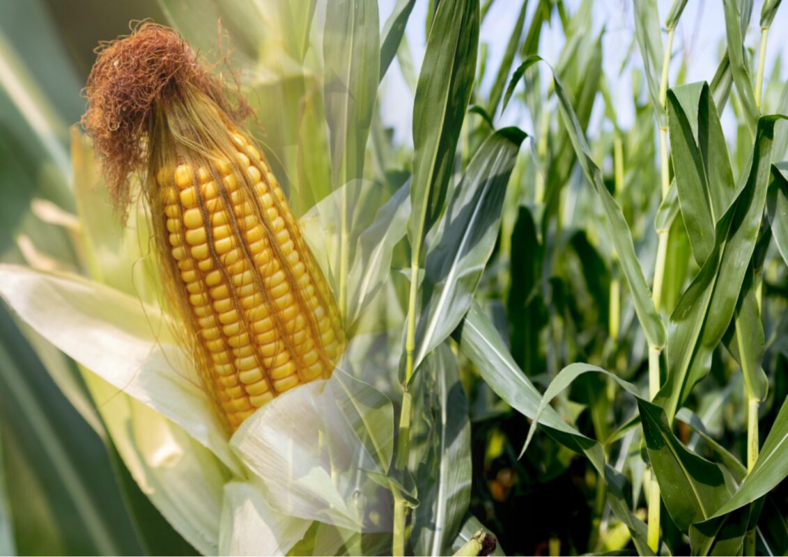 Кои краще підживлювати кукурудзу в липні