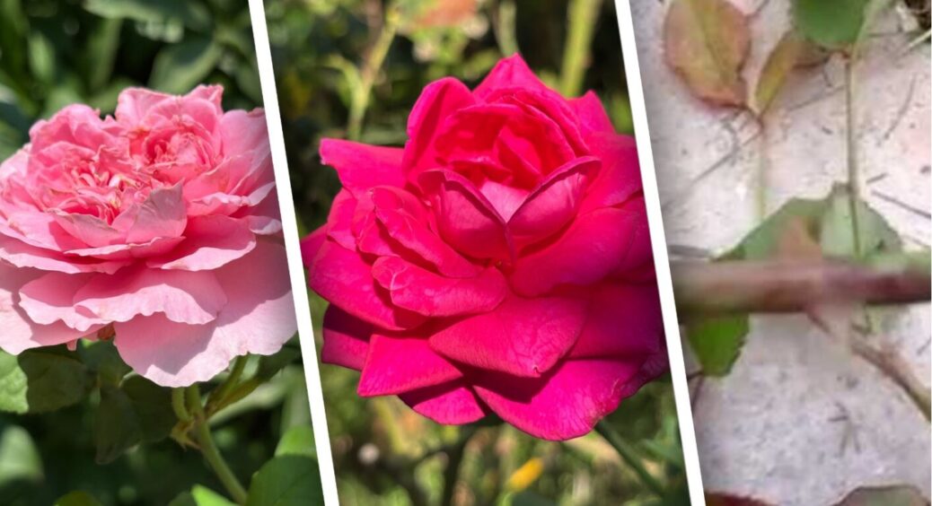 Якщо на гілках троянди з’являються рожеві плями, чекати не можна: ці 2 дії – обов’язкові 