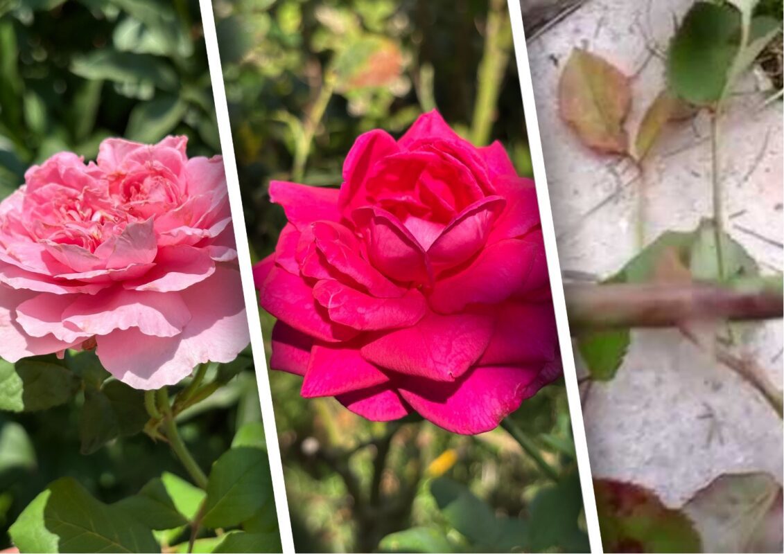 Що робити, коли на стеблах троянд з'явились рожеві плями