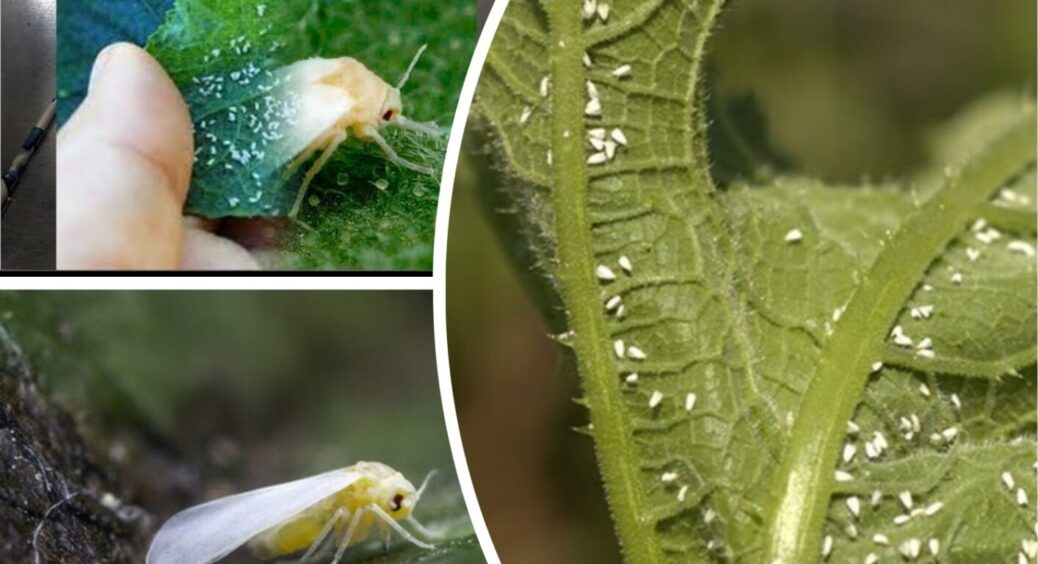 Лише 1 обробка і білокрилки як не бувало: досвід минулого року підкаже, як позбутись її в 2025 
