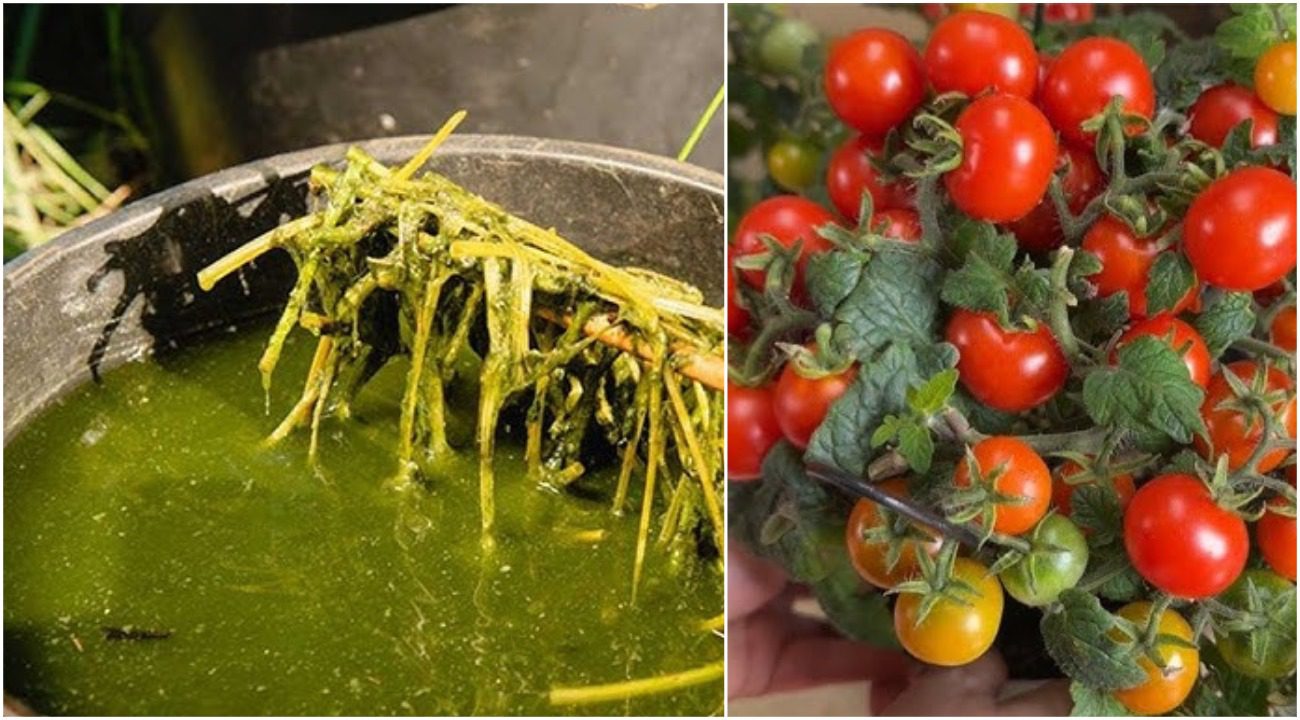 Експерти розповіли, з якого бур'яну можна приготувати цінне добриво для городу