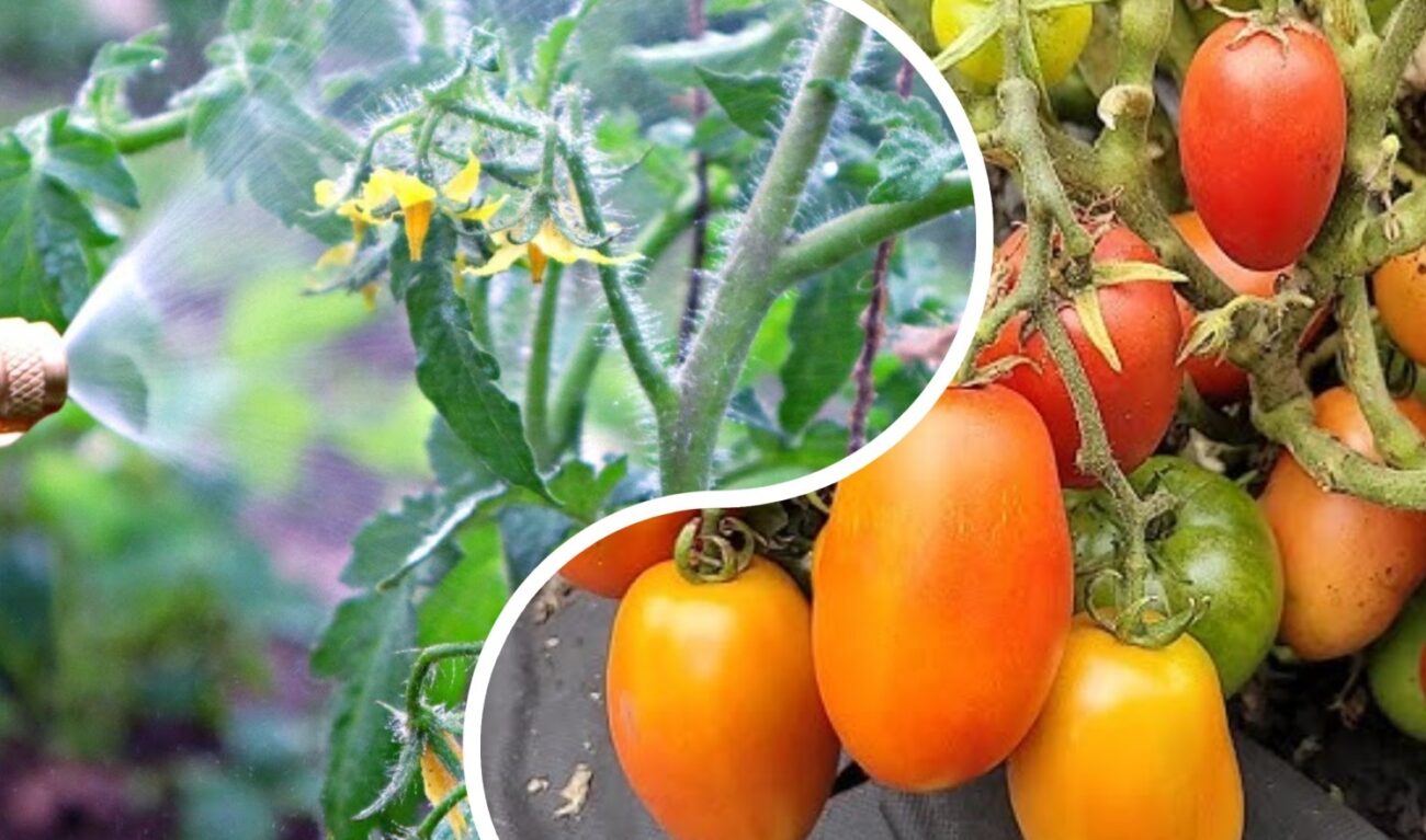 Господиня розповіла, щоб обробити кущі овочів на етапі цвітіння