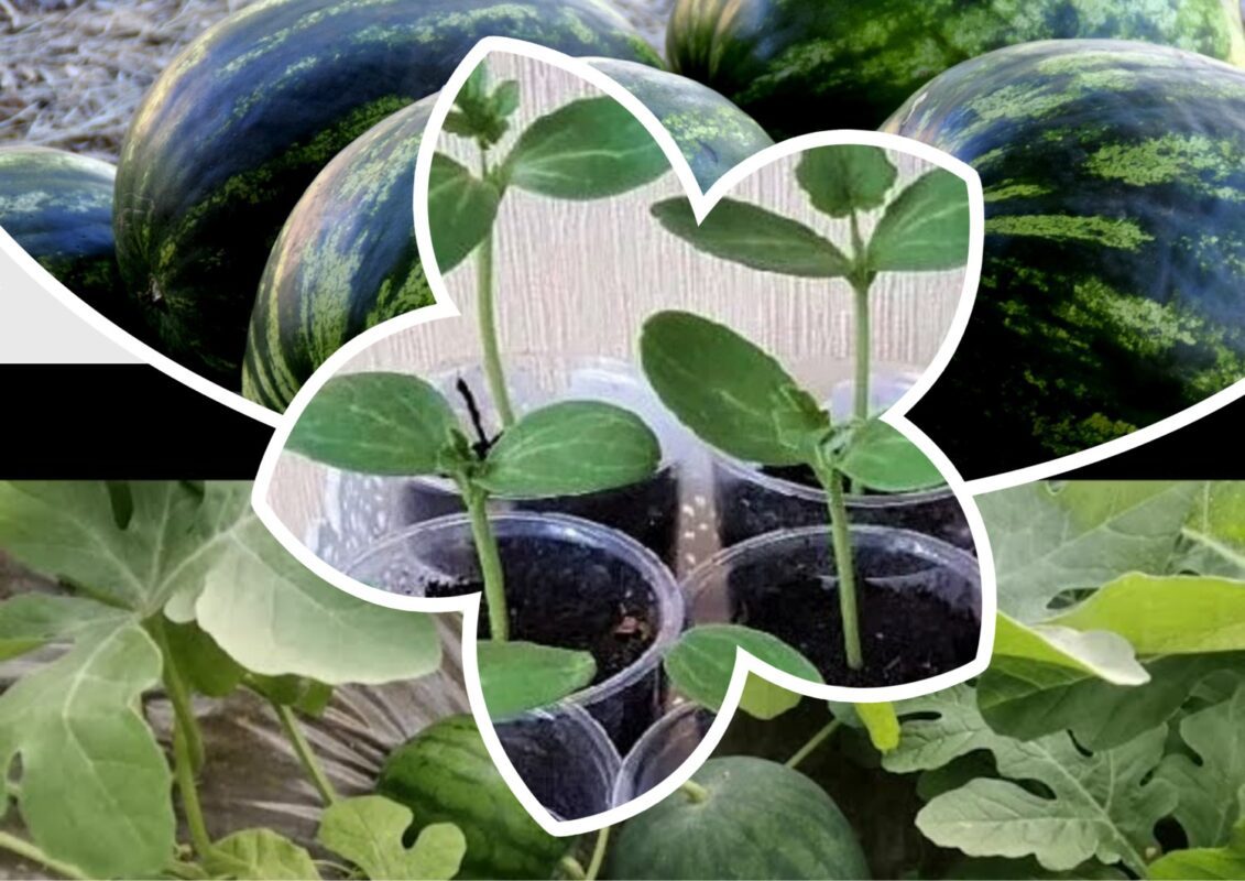 Агрономи розповіли, чому одні кавуни смугасті, а інші ні