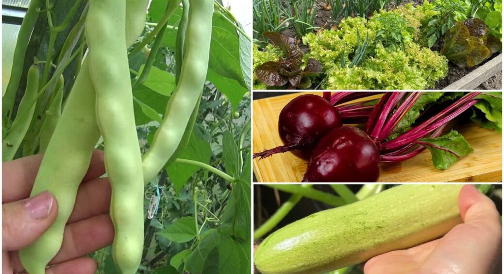 У липні ще не пізно: фермери назвали 5 овочів, які можна садити в середині літа 