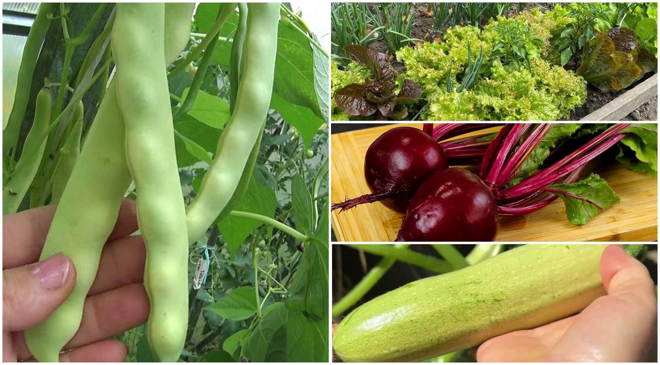 Агрономи назвали 5 городніх культур, які можна сіяти у липні