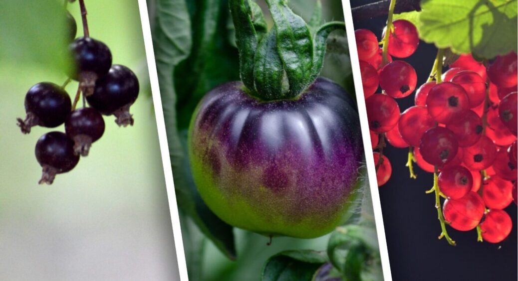 Пасинки від помідорів не викидаю, а кладу під кущі смородини: 1 причина це зробити 