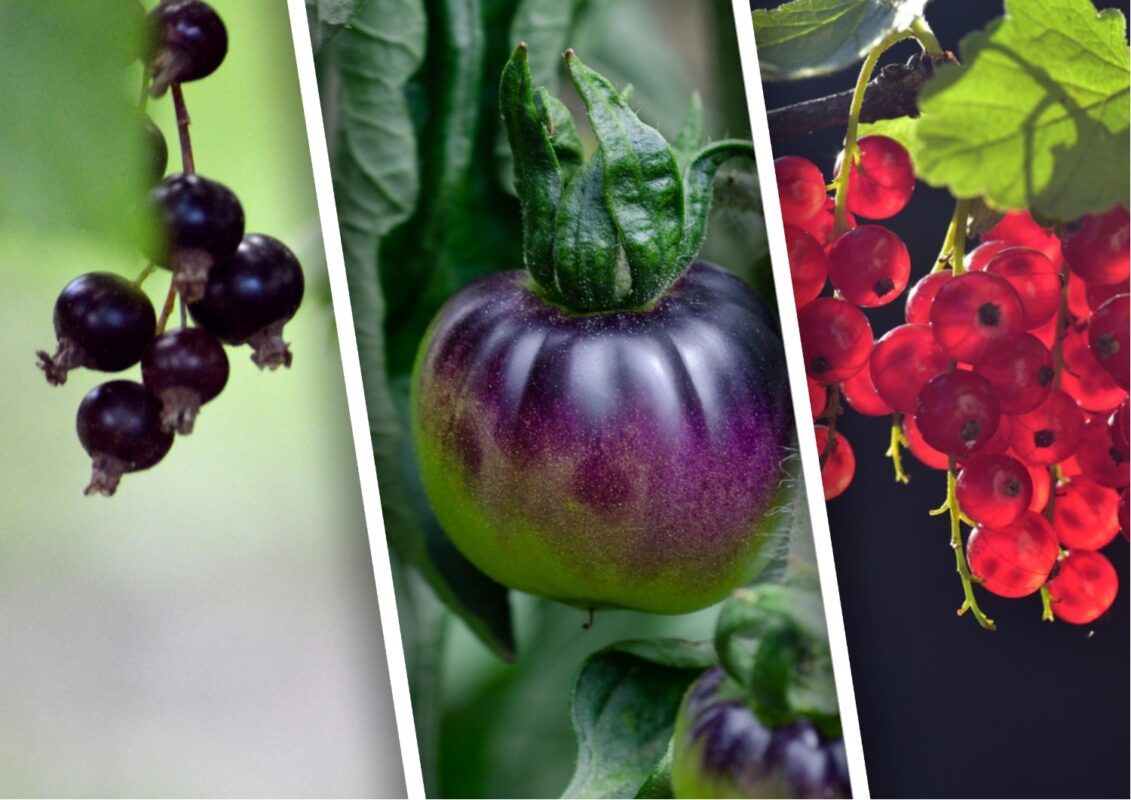 Навіщо городники розкладають пасинки томатів під смородину