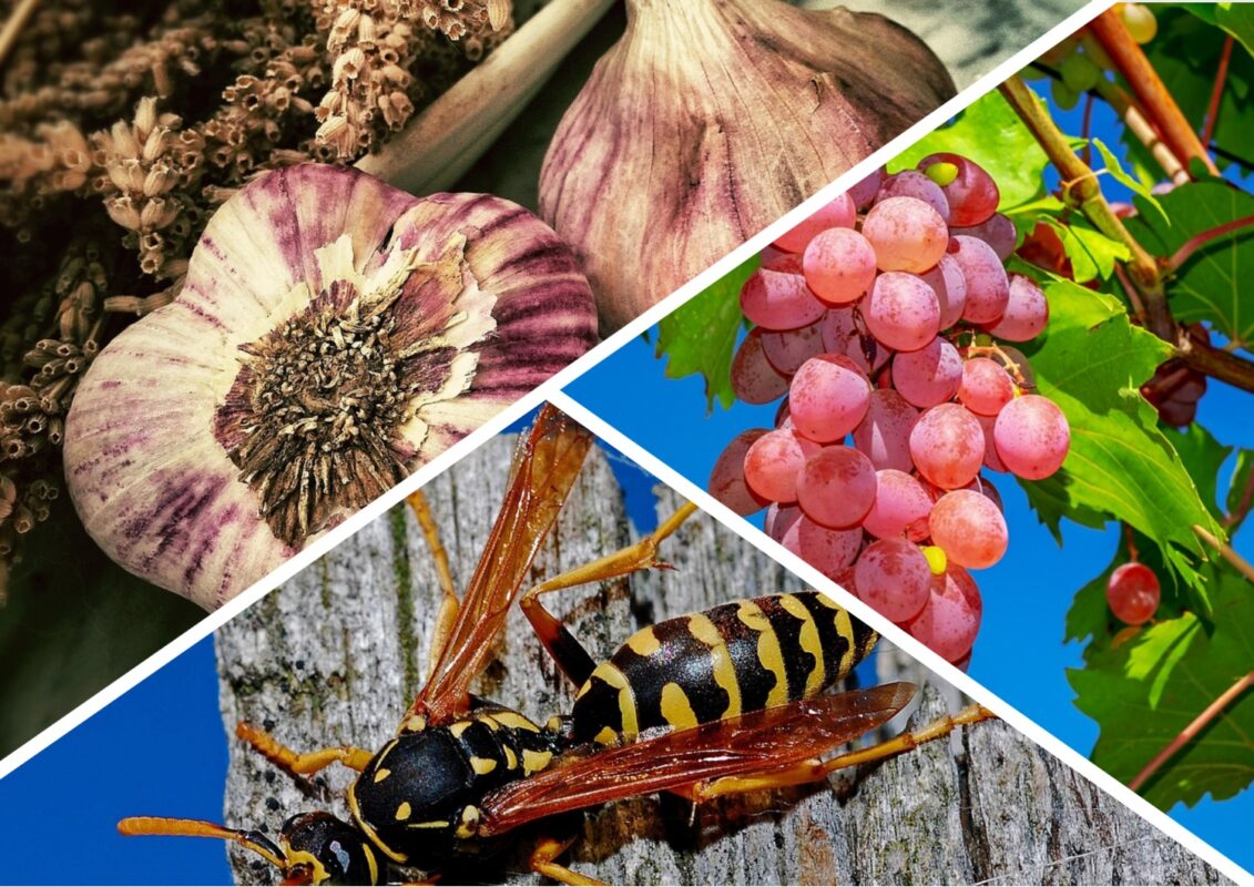 Як захистити виноград від ос