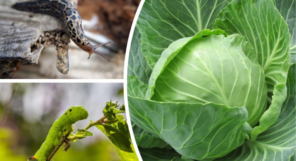 Слимаки і гусениці “насідають” на капусту? Розповім, як захистити цю культуру в липні 2025 