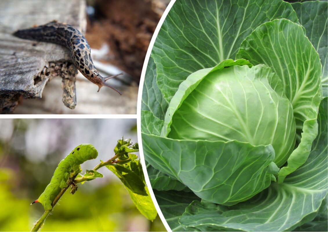 Експерти розповіли, як захистити капусту від шкідників та гусениць