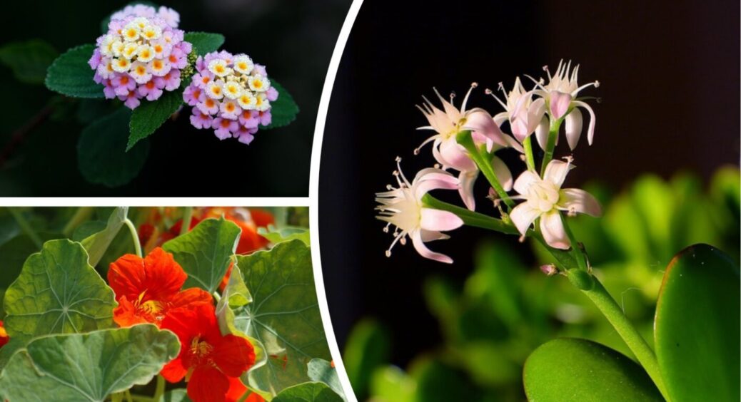 Їх можна перетворити на багаторічники: 5 квіток, яким достатньо небагато, щоб дотягнути до літа 