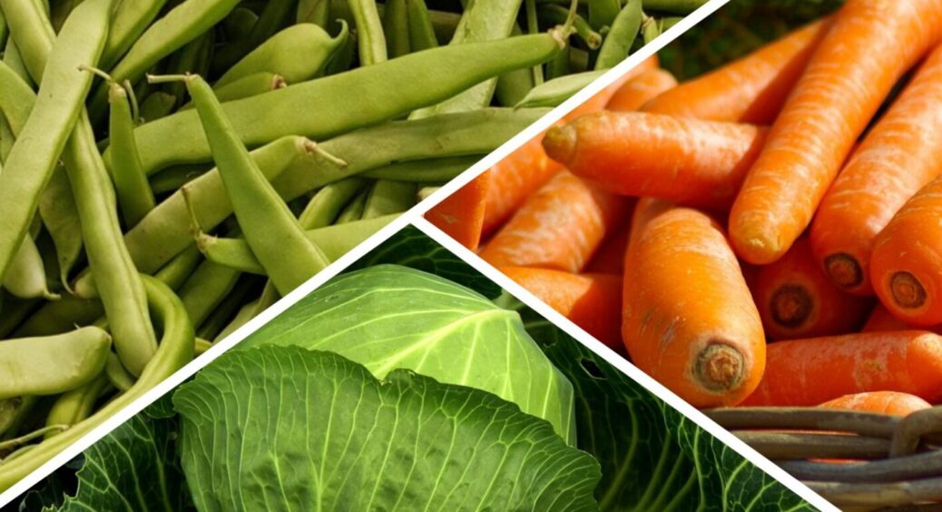 Посадіть ці 7 культур, щоб зібрати врожай восени: в липні 2025 ще не пізно це зробити 