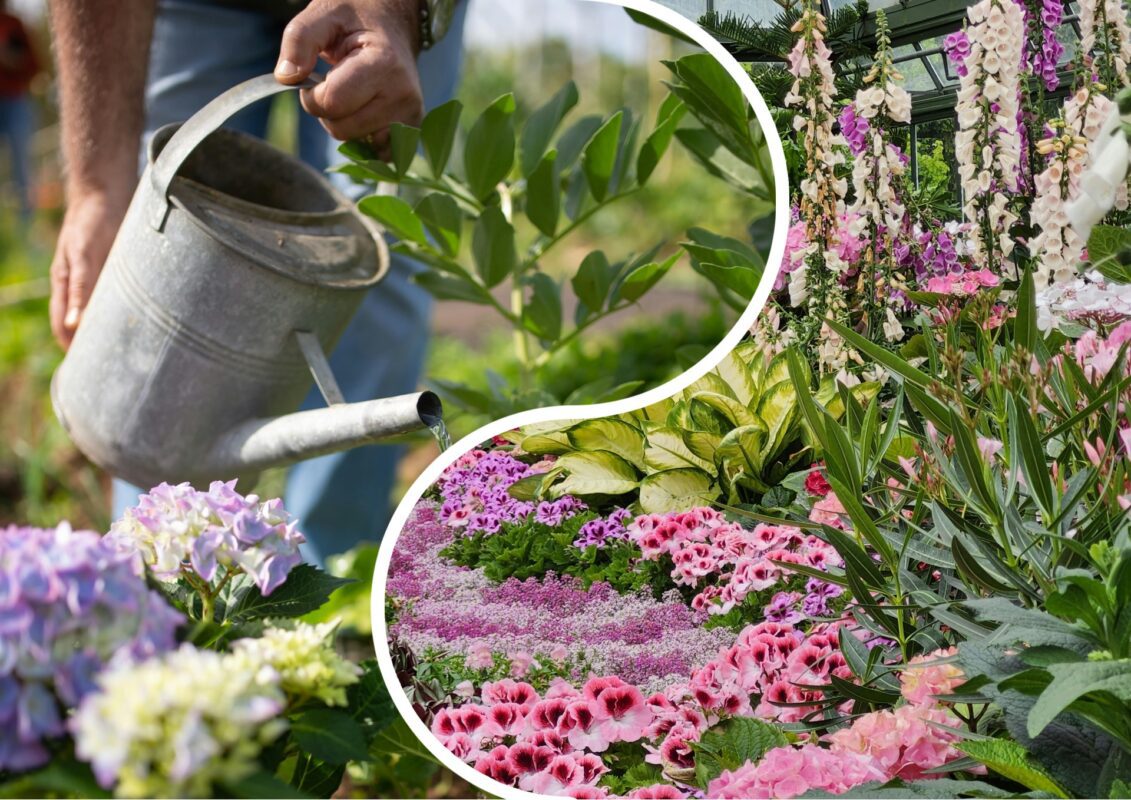 Садівники пояснили, як правильно доглядати за багаторічниками в липні-2025