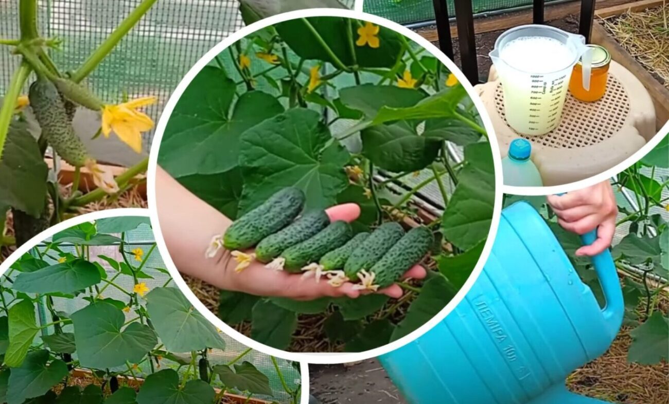 Аграрії розповіли, як подовжити термін плодоношення огірків до пізньої осені