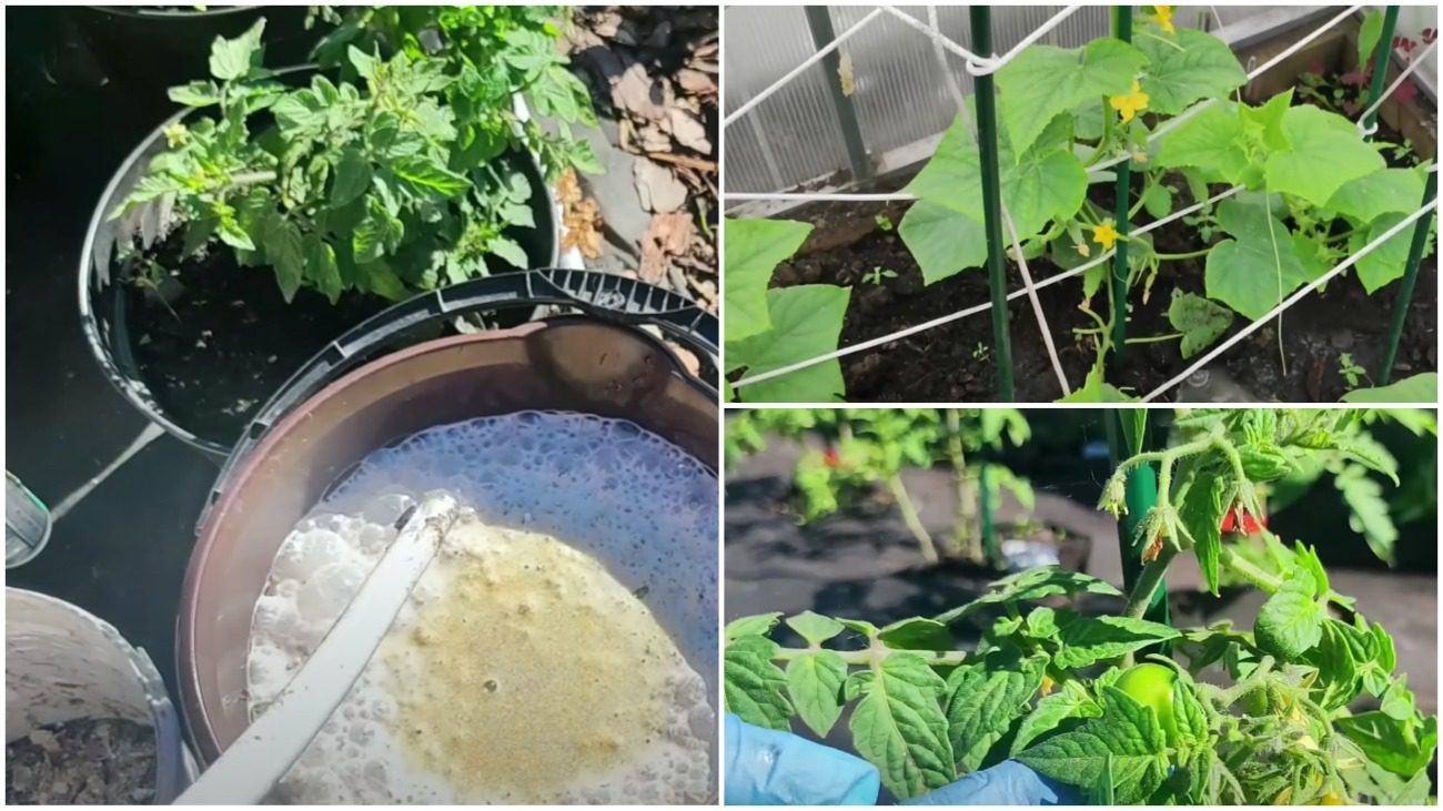 Городники розповіли про універсальне літнє підживлення для всіх овочів