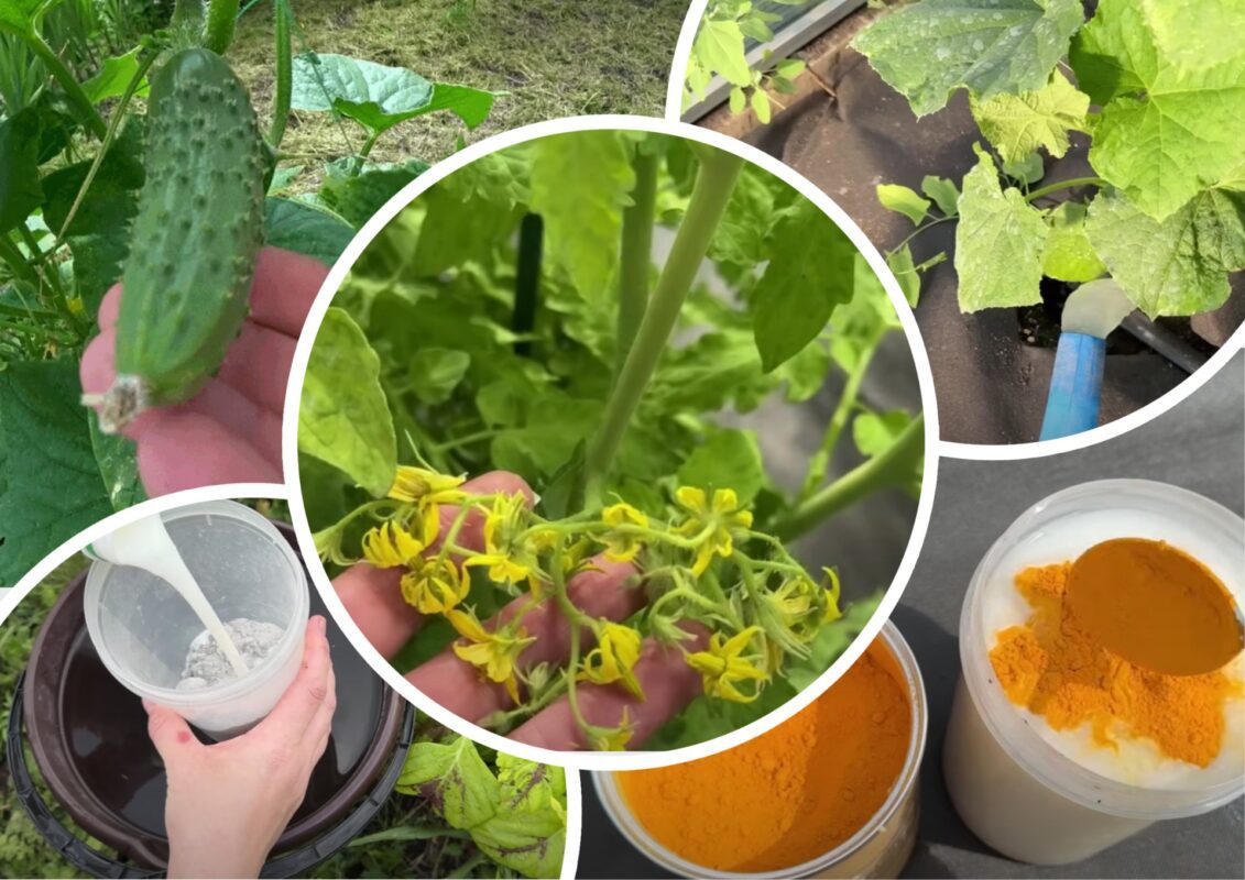 Городники розповіли про підживлення для огірків, про яке мало хто знає