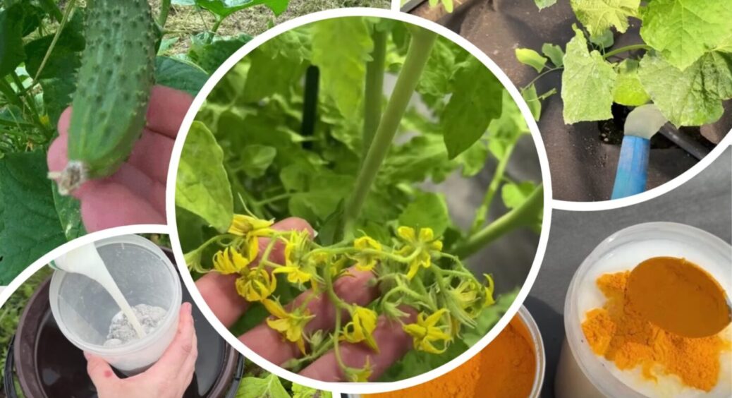 Мало хто знає це натуральне підживлення для огірків: 1 літр під кущ і огірків наростає тонна 