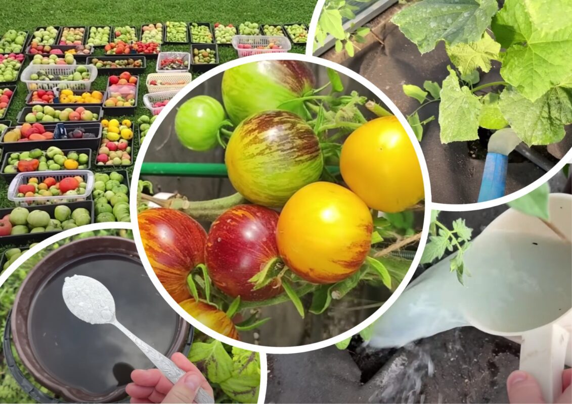 Городники розповіли про підживлення для лінивих дачників, які рідко приїжджають