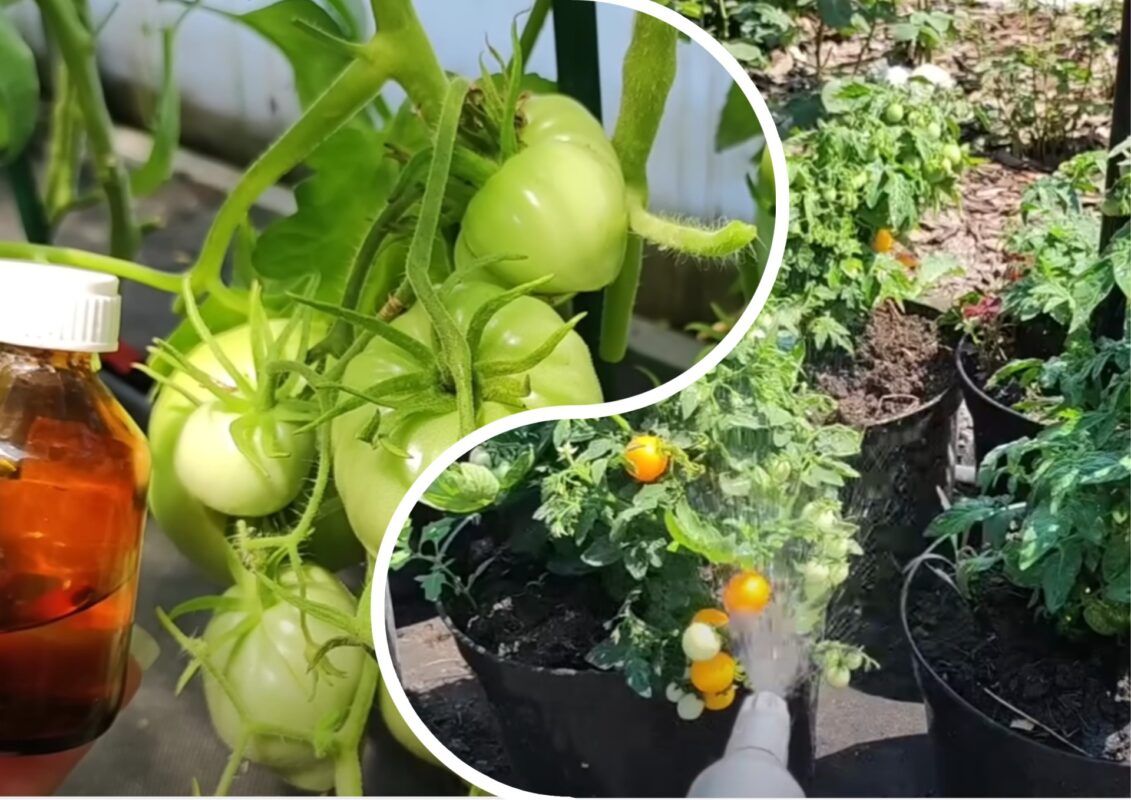 Городники дали рецепт простого та ефективного підживлення для томатів
