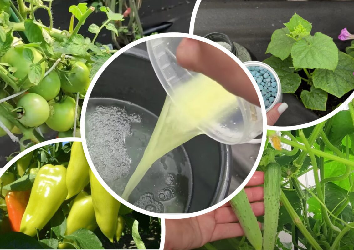 Городники назвали найкраще підживлення для всіх овочів