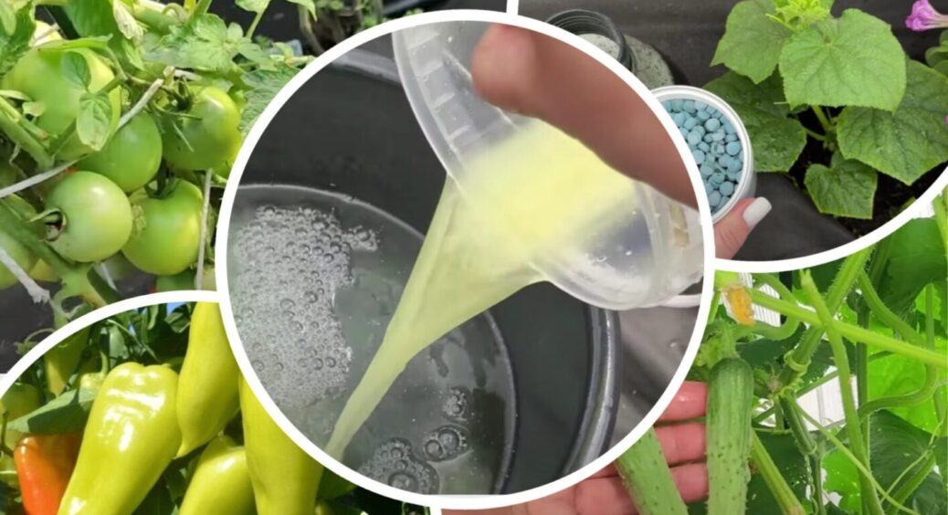 Уже 10 років даю тільки це підживлення для огірків, перців та томатів у липні: результат дивує 